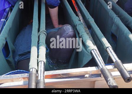 China, Auswilderung von Flussdelfinen 230217 -- JIUJIANG, 17. Februar 2023 -- Ein feiner Schweinswal, Der in das Hukou County gebracht werden soll, hebt seinen Kopf im Songmenshan-Gebiet des Poyang-Sees in der ostchinesischen Provinz Jiangxi, 15. Februar 2023. Das Ministerium für Landwirtschaft und ländliche Angelegenheiten der Provinz Jiangxi und das Institut für Hydrobiologie der Chinesischen Akademie der Wissenschaften führten eine Mission zur Umsiedlung von Yangtze-Flossen-Schweinswalen durch und verlegten erfolgreich zwei weibliche Yangtze-Flossen-Schweinswale in das Nanbeigang-Gebiet des Poyang-Sees, um die ikonischen Arten besser zu schützen in Chinas längstem Fluss Yang Stockfoto