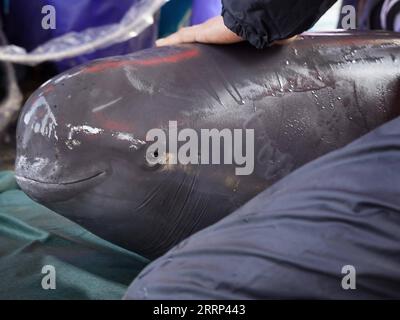 China, Auswilderung von Flussdelfinen 230217 -- JIUJIANG, 17. Februar 2023 -- Ein Forscher tröstet einen fussellosen Schweinswal bei seiner körperlichen Untersuchung im Gebiet Songmenshan am Poyang-See in der ostchinesischen Provinz Jiangxi, 15. Februar 2023. Das Ministerium für Landwirtschaft und ländliche Angelegenheiten der Provinz Jiangxi und das Institut für Hydrobiologie der Chinesischen Akademie der Wissenschaften führten eine Mission zur Umsiedlung von Yangtze-Flossen-Schweinswalen durch und verlegten erfolgreich zwei weibliche Yangtze-Flossen-Schweinswale in das Nanbeigang-Gebiet des Poyang-Sees, um die ikonischen Arten besser zu schützen in Chinas längstem Fluss Stockfoto