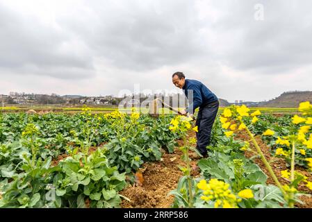 230220 -- QIANXI, 20. Februar 2023 -- Ein Bauer pflanzt Getreide in einem cole-Blumenfeld in der Stadt Qianxi, Südwestchinas Provinz Guizhou, 19. Februar 2023. Im Frühjahr, wenn die Temperaturen allmählich steigen, beschäftigen sich die Landwirte im ganzen Land aktiv mit dem Frühjahrspflügen und der Vorbereitung auf landwirtschaftliche Tätigkeiten. Foto von /Xinhua CHINA-SPRING-FARMING CN FanxHui PUBLICATIONxNOTxINxCHN Stockfoto