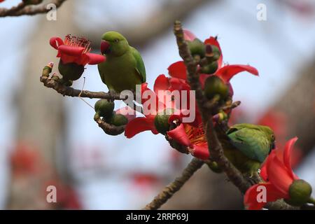 230223 -- ASSAM, 23. Februar 2023 -- Papageien sitzen auf einem Zweig eines bombax-Baums im indischen Bezirk Morigaon im nordöstlichen Assam, 23. Februar 2023. STR/Xinhua INDIA-ASSAM-PARROT JavedxDar PUBLICATIONxNOTxINxCHN Stockfoto