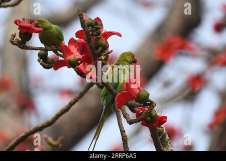 230223 -- ASSAM, 23. Februar 2023 -- Papageien sitzen auf einem Zweig eines bombax-Baums im indischen Bezirk Morigaon im nordöstlichen Assam, 23. Februar 2023. STR/Xinhua INDIA-ASSAM-PARROT JavedxDar PUBLICATIONxNOTxINxCHN Stockfoto