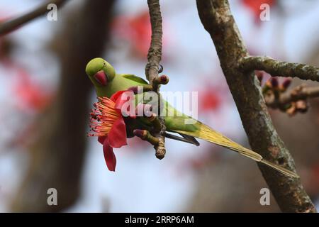 News Bilder des Tages 230223 -- ASSAM, 23. Februar 2023 -- Ein Papagei sitzt auf einem Zweig eines bombax-Baumes im indischen Bezirk Morigaon im nordöstlichen Assam, 23. Februar 2023. STR/Xinhua INDIA-ASSAM-PARROT JavedxDar PUBLICATIONxNOTxINxCHN Stockfoto