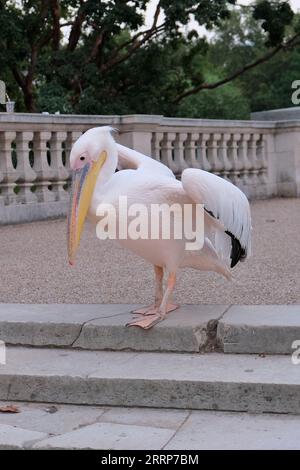 London, Großbritannien. September 2023. Einer der berühmten St. James's Park Pelikane (sechs große weiße Pelikane leben im Park) macht einen Spaziergang in der Nähe der Blumenbeete zum Buckingham Palace, vorbei an vergnügten Touristen. Danksagung: Elfte Stunde Fotografie/Alamy Live News Stockfoto