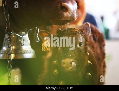 230228 -- PARIS, 28. Februar 2023 -- Eine Kuh wird mit ihrer Mutter während der 59. Internationalen Landwirtschaftsmesse im Ausstellungszentrum Porte de Versailles in Paris, Frankreich, 27. Februar 2023 gesehen. Die Messe dauert bis zum 5. März. FRANKREICH-PARIS-LANDWIRTSCHAFTSMESSE GaoxJing PUBLICATIONxNOTxINxCHN Stockfoto