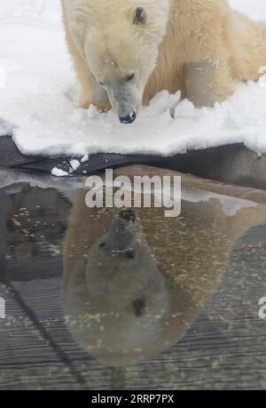 230301 -- MOSKAU, 1. März 2023 -- der dreijährige Eisbär Dikson beobachtet seine Reflexion auf dem Wasser im Moskauer Zoo in Moskau, Russland, 25. Februar 2023. ZUM Feature: Gelähmter Eisbär, der sich im Moskauer Zoo in RUSSLAND erholt - MOSKAUER ZOO - EISBÄR MengxJing PUBLICATIONxNOTxINxCHN Stockfoto