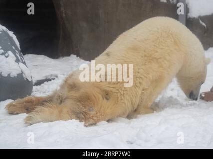 230301 -- MOSKAU, 1. März 2023 -- der dreijährige Eisbär Dikson kriecht mit gelähmten Beinen im Moskauer Zoo in Moskau, Russland, 25. Februar 2023. ZUM Feature: Gelähmter Eisbär, der sich im Moskauer Zoo in RUSSLAND erholt - MOSKAUER ZOO - EISBÄR MengxJing PUBLICATIONxNOTxINxCHN Stockfoto