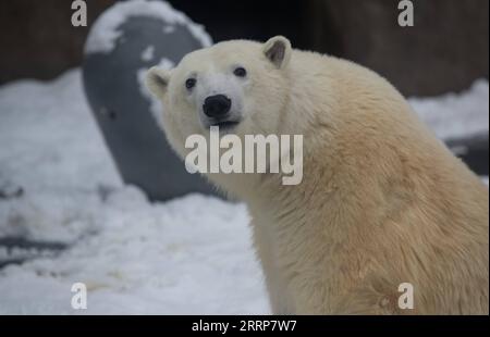 230301 -- MOSKAU, 1. März 2023 -- der dreijährige Eisbär Dikson wird im Moskauer Zoo in Moskau, Russland, am 25. Februar 2023 im Freien gesehen. ZUM Feature: Gelähmter Eisbär, der sich im Moskauer Zoo in RUSSLAND erholt - MOSKAUER ZOO - EISBÄR MengxJing PUBLICATIONxNOTxINxCHN Stockfoto