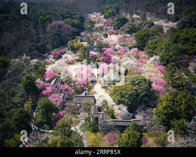 230302 -- HANGZHOU, 2. März 2023 -- dieses Luftbild, das am 28. Februar 2023 aufgenommen wurde, zeigt Pflaumenblüten im Hangzhou Botanical Garden in Hangzhou, der ostchinesischen Provinz Zhejiang. ZhejiangPictorialCHINA-ZHEJIANG-FRÜHLING-LANDSCHAFT CN JiangxHan PUBLICATIONxNOTxINxCHN Stockfoto