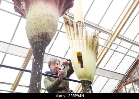 230305 -- LEIDEN, 5. März 2023 -- Ein Besucher macht Fotos von zwei blühenden Pflanzen des Amorphophallus gigas, einer Art im seltenen Amorphophallus, bekannt als die Leichenblume, im Leiden Botanischen Garten in Leiden, Niederlande, 4. März 2023. Foto von /Xinhua NETHERLANDS-LEIDEN-AMORPHOPHALLUS GIGAS-BLOSSOM SylviaxLederer PUBLICATIONxNOTxINxCHN Stockfoto