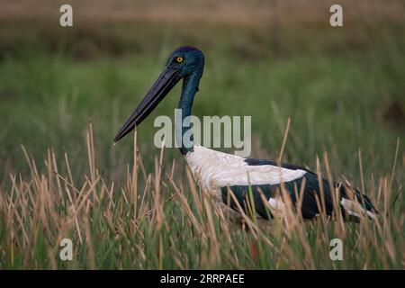 Ein weiblicher Schwarzhalsstorch waten durch ein Feuchtgebiet des Northern Territory. Stockfoto