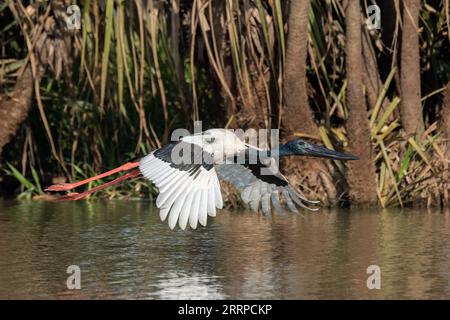 Dieser männliche Schwarzhalsstorch ist 1,3 Meter hoch und hat eine Flügelspannweite von 2 Metern. Er fliegt über ein Northern Territory, Billabong. Stockfoto