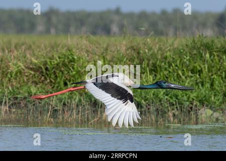 Ein männlicher Schwarzhalsstorch gleitet tief über ein Northern Territory Billabong. Stockfoto