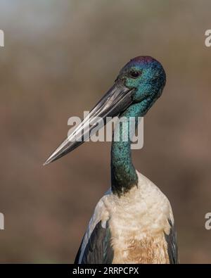 Porträt eines männlichen Schwarzhalsstorchs, Northern Territory, Australien. Stockfoto