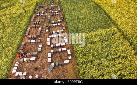 230318 -- HANZHONG, 18. März 2023 -- dieses Luftbild, das am 16. März 2023 aufgenommen wurde, zeigt Bienenstöcke zwischen cole-Blumenfeldern im Yangxian County der Stadt Hanzhong, nordwestlich der chinesischen Provinz Shaanxi. Während die Temperatur allmählich steigt, haben die Blüten der cole viele Touristen nach Hanzhong gezogen. In den letzten Jahren wurde die ländliche Revitalisierung von Hanzhong durch die Entwicklung der ökologischen Landwirtschaft und des Tourismus stark gefördert. Foto von /Xinhua CHINA-SHAANXI-HANZHONG-COLE BLUMEN CN ZouxJingyi PUBLICATIONxNOTxINxCHN Stockfoto