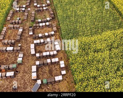 230318 -- HANZHONG, 18. März 2023 -- dieses Luftbild, das am 16. März 2023 aufgenommen wurde, zeigt Bienenstöcke zwischen cole-Blumenfeldern im Yangxian County der Stadt Hanzhong, nordwestlich der chinesischen Provinz Shaanxi. Während die Temperatur allmählich steigt, haben die Blüten der cole viele Touristen nach Hanzhong gezogen. In den letzten Jahren wurde die ländliche Revitalisierung von Hanzhong durch die Entwicklung der ökologischen Landwirtschaft und des Tourismus stark gefördert. Foto von /Xinhua CHINA-SHAANXI-HANZHONG-COLE BLUMEN CN ZouxJingyi PUBLICATIONxNOTxINxCHN Stockfoto