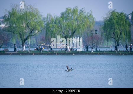 230321 -- HANGZHOU, 21. März 2023 -- Eine wilde Ente fliegt über den Westsee in Hangzhou, ostchinesische Provinz Zhejiang, 15. März 2023. Die Provinz Zhejiang hat dem Wasserumweltmanagement oberste Priorität im ökologischen Bauwesen eingeräumt, indem sie die Wasserqualität von Hunderten von Seen und Flüssen erhöht und städtische Aktivitätsgebiete am Wasser errichtet hat. CHINA-ZHEJIANG-WASSER-UMWELT-MANAGEMENT CN JIANGXHAN PUBLICATIONXNOTXINXCHN Stockfoto