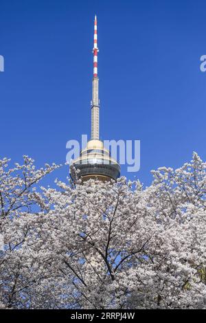 230327 -- PEKING, 27. März 2023 -- dieses Foto, das am 27. März 2023 aufgenommen wurde, zeigt Kirschblüten im Yuyuantan Park in Peking, der Hauptstadt Chinas. CHINA-PEKING-YUYUANTAN PARK-KIRSCHBLÜTEN CN CHENXYEHUA PUBLICATIONXNOTXINXCHN Stockfoto