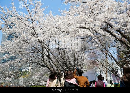 230330 -- SEOUL, 30. März 2023 -- Touristen machen Fotos von Kirschblüten im Seokchon Lake Park in Seoul, Südkorea, 30. März 2023. SÜDKOREA-SEOUL-KIRSCHBLÜTEN WangxYiliang PUBLICATIONxNOTxINxCHN Stockfoto