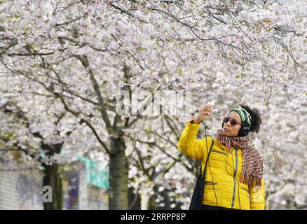 Berlin, Kirschblüte 230406 -- BERLIN, 6. April 2023 -- Eine Frau fotografiert Kirschblüten in Berlin, Deutschland, 5. April 2023. DEUTSCHLAND-BERLIN-KIRSCHBLÜTE RenxPengfei PUBLICATIONxNOTxINxCHN Stockfoto
