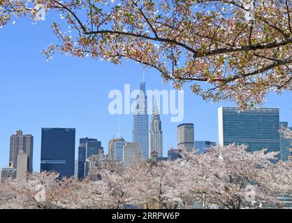 230413 -- NEW YORK, 13. April 2023 -- Kirschblüten werden am 12. April 2023 mit dem Stadthorizont in New York, USA, gesehen. U.S.-NEW YORK-SPRING LixRui PUBLICATIONxNOTxINxCHN Stockfoto