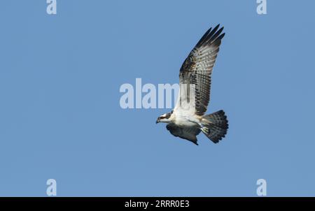 Ein seltener wandernder Fischadler, Pandion haliaetus, der am blauen Himmel fliegt. Stockfoto