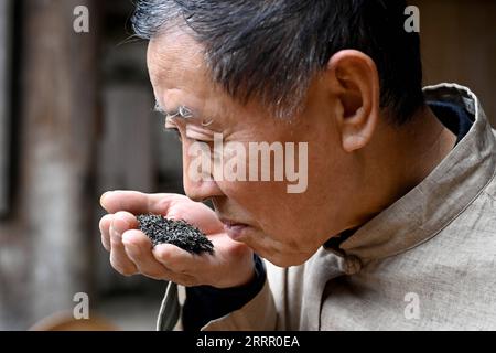 230421 -- HEFEI, 21. April 2023 -- Xie Yongzhong, Erbin der Keemun Black Tea Making Skills, riecht am 23. März 2023 den Duft von Teeblättern im Qimen County der Stadt Huangshan in der ostchinesischen Provinz Anhui. Der Keemun Black Tea, der aus der Provinz Qimen in der ostchinesischen Provinz Anhui stammt, ist einer der berühmtesten chinesischen Tees mit einem intensiven Aroma. Es hat eine Geschichte von mehr als 100 Jahren. Xie Yongzhong, ein 71-jähriger Erbe der Keemun-Fähigkeiten zur Herstellung von schwarzem Tee, folgte seinen Ältesten, um Teeblätter auf den Bergen zu pflücken und lernte die grundlegenden Fähigkeiten zur Teezubereitung seit seiner Kindheit. Das bin ich sehr Stockfoto