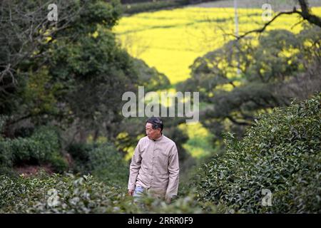 230421 -- HEFEI, 21. April 2023 -- Xie Yongzhong, Erbin der Keemun-Schwarztee-Zubereitungsfähigkeiten, kontrolliert am 23. März 2023 das Wachstum von Teeblättern in einem Teegarten im Qimen County der Stadt Huangshan in der ostchinesischen Provinz Anhui. Der Keemun Black Tea, der aus der Provinz Qimen in der ostchinesischen Provinz Anhui stammt, ist einer der berühmtesten chinesischen Tees mit einem intensiven Aroma. Es hat eine Geschichte von mehr als 100 Jahren. Xie Yongzhong, ein 71-jähriger Erbe der Keemun-Fähigkeiten zur Herstellung von schwarzem Tee, folgte seinen Ältesten, um Teeblätter auf den Bergen zu pflücken und lernte die grundlegenden Fähigkeiten zur Teezubereitung seit der Kindheit Stockfoto