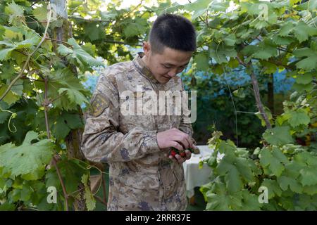 230429 -- KHUNJERAB, 29. April 2023 -- Ein Bodenbelag hält frisch gepflückte Erdbeeren im Gewächshaus in Khunjerab, Nordwestchinas autonome Region Xinjiang Uygur, 13. April 2023. Gao Guanghui, ein Rekrut, der gerade sieben Monate der Armee beigetreten war, war schockiert, als er in den Ehrenraum des Grenzverteidigungsregiments in Khunjerab, nordwestchinesische Autonome Region Xinjiang Uygur, trat. Das Regiment basiert auf den Pamirs und bewacht die chinesisch-pakistanische Grenze und den Hafen von Khunjerab. Mit einer durchschnittlichen Höhe von 4.700 Metern ist der Ort für viele Menschen eine verbotene Zone, wie die Temperatur hier kann Stockfoto