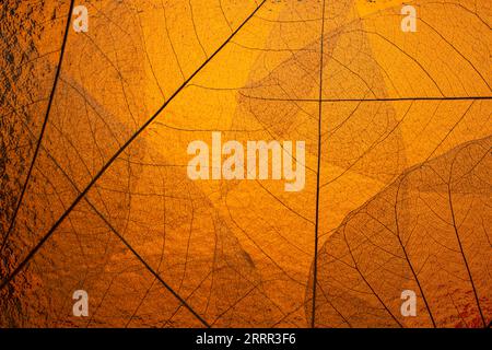 Nahaufnahme der Faserstruktur des Texturhintergrunds der trockenen Blätter. Zellmuster von Skeletonblättern, Blattvene auf orange braunem Hintergrund für kreative BA Stockfoto