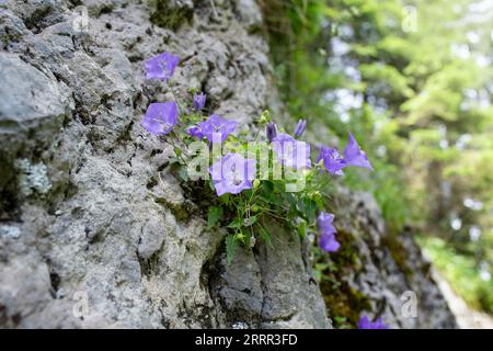 Campanula rotundifolia-Blüten, bekannt als kleine Blaubeere, wachsen auf einem Felsbrocken in den Rarau-Bergen in Rumänien. Weichzeichner Nahaufnahme Stockfoto