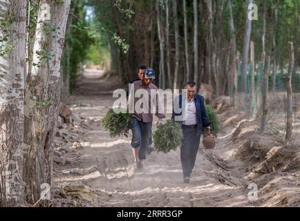 230430 -- YECHENG, 30. April 2023 -- Eniwar Emer R trägt Baumsämlinge auf den Yecheng Märtyrerfriedhof in Yecheng, Nordwestchinas autonome Region Xinjiang Uygur, 16. April 2023. Jedes Jahr im April blühen Blumen auf dem Yecheng Martyrs Cemetery in der autonomen Region Xinjiang Uygur im Nordwesten Chinas, wo 233 Märtyrer begraben wurden. Ich werde mich gut um den Friedhof kümmern, sagte der 53-jährige Eniwar Emer vor dem Grabstein seines Vaters. Eniwar ist ein Pfleger der zweiten Generation auf dem Yecheng Martyrs Cemetery, der den Spuren seines Vaters Emer YIT folgt, der die Gräber dort seit 1970 gepflegt hatte Stockfoto