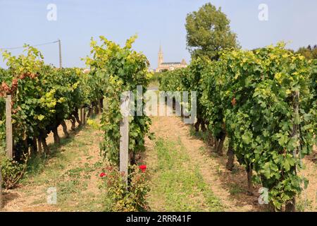 Pomerol. In den Weinbergen und Weinbergen von Pommern. Herstellung von Rotwein. Wein und Weinberg von Bordeaux-Weinen. Pomerol, Gironde, Frankreich, Europa. Stockfoto