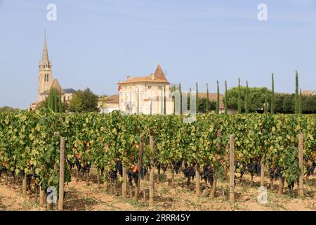 Pomerol. In den Weinbergen und Weinbergen von Pommern. Herstellung von Rotwein. Wein und Weinberg von Bordeaux-Weinen. Pomerol, Gironde, Frankreich, Europa. Stockfoto