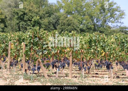 Pomerol. In den Weinbergen und Weinbergen von Pommern. Herstellung von Rotwein. Wein und Weinberg von Bordeaux-Weinen. Pomerol, Gironde, Frankreich, Europa. Stockfoto