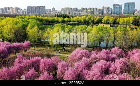 230504 -- XI AN, 4. Mai 2023 -- dieses Luftbild vom 14. März 2023 zeigt Pflaumenblüten im Daming Palace National Heritage Park in Xi an, nordwestchinesische Provinz Shaanxi. XI an, eine Stadt mit über 3.100 Jahren Geschichte, diente als Hauptstadt für 13 Dynastien in der chinesischen Geschichte. Es ist auch die Heimat der weltberühmten Terrakotta-Krieger, die in der Qin-Dynastie 221-207 v. Chr. geschaffen wurden. In den letzten Jahren hat die Stadt innovative Veränderungen erforscht und dem historischen und kulturellen Erbe neue Vitalität verliehen. Touristen erhalten ein immersives kulturelles Erlebnis durch eine Mischung aus Shopping, Stockfoto