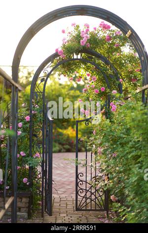 Kletterrose über altem offenen Tor. Wunderschöne Sommerrosen blühen im Dorf. Großer hängender Rosenstrauch über dem Eingangstor aus Metall. Stockfoto