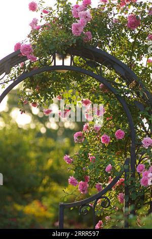 Kletterrose Blumen über Vintage offene Gartentür. Wunderschöne Sommerrosen blühen im Dorf. Großer hängender Rosenstrauch über dem Eingangstor aus Metall. Stockfoto