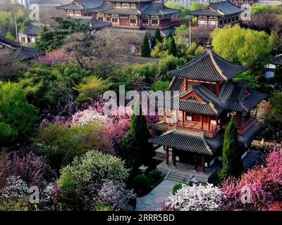 230504 -- XI AN, 4. Mai 2023 -- dieses Luftbild vom 31. März 2023 zeigt Kirschblüten im Qinglong-Tempel in Xi an, Provinz Shaanxi im Nordwesten Chinas. XI an, eine Stadt mit über 3.100 Jahren Geschichte, diente als Hauptstadt für 13 Dynastien in der chinesischen Geschichte. Es ist auch die Heimat der weltberühmten Terrakotta-Krieger, die in der Qin-Dynastie 221-207 v. Chr. geschaffen wurden. In den letzten Jahren hat die Stadt innovative Veränderungen erforscht und dem historischen und kulturellen Erbe neue Vitalität verliehen. Touristen erhalten ein immersives kulturelles Erlebnis durch eine Mischung aus Shopping, Restaurants und anderen Stockfoto