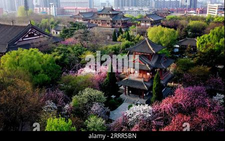 230504 -- XI AN, 4. Mai 2023 -- dieses Luftbild vom 31. März 2023 zeigt Kirschblüten im Qinglong-Tempel in Xi an, Provinz Shaanxi im Nordwesten Chinas. XI an, eine Stadt mit über 3.100 Jahren Geschichte, diente als Hauptstadt für 13 Dynastien in der chinesischen Geschichte. Es ist auch die Heimat der weltberühmten Terrakotta-Krieger, die in der Qin-Dynastie 221-207 v. Chr. geschaffen wurden. In den letzten Jahren hat die Stadt innovative Veränderungen erforscht und dem historischen und kulturellen Erbe neue Vitalität verliehen. Touristen erhalten ein immersives kulturelles Erlebnis durch eine Mischung aus Shopping, Restaurants und anderen Stockfoto