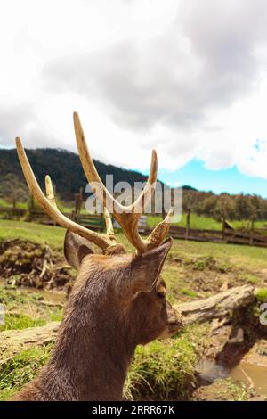 Erwachsene männliche Hirsche mit Blick auf die Natur von hinten Stockfoto