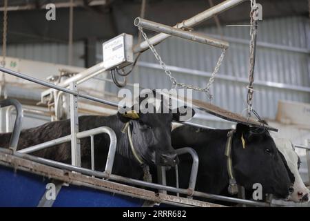 230508 -- WUWEI, 8. Mai 2023 -- Kühe, die Überwachungsketten und elektronische Ohrmarken tragen, betreten eine rotierende Melkmaschine auf einer Milchfarm in Wuwei, nordwestchinesische Provinz Gansu, 7. Mai 2023. KI-betriebene Geräte haben die Effizienz des Betriebs erhöht und die Überwachung und Verwaltung von Tieren präziser gemacht. Eine an jeder Kuh angebrachte Überwachungskette erfasst mehrere Daten des Tieres, wie Atem, Häufigkeit des Wiederkäuens, Fütterungssituation und Anzahl der Schritte. Diese Daten werden in Echtzeit an Tierärzte übermittelt, die die Melkbedingungen und die Gesundheitsbedingungen der Kühe überwachen können. Zusätzlich elektronisch Stockfoto