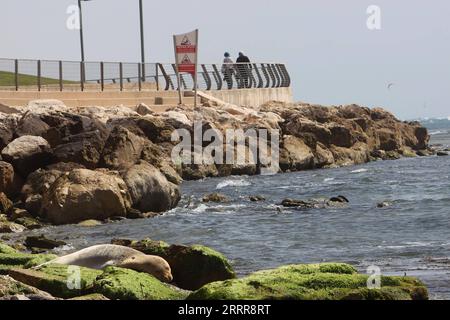 230515 -- TEL AVIV, 15. Mai 2023 -- Eine mediterrane Mönchsrobbe liegt am Strand von Jaffa in Tel Aviv, Israel, am 15. Mai 2023. Mediterrane Mönchsrobben, die als eine der am stärksten gefährdeten Meeressäugetiere der Welt aufgeführt sind, sind die seltensten von 33 Robbenarten der Welt. Foto: /Xinhua ISRAEL-TEL AVIV-MEDITERRANEAN MONK SEAL GilxCohenxMagen PUBLICATIONxNOTxINxCHN Stockfoto