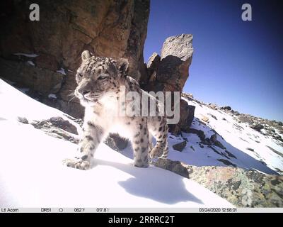 230522 -- LHASA, 22. Mai 2023 -- dieses mit einer Infrarotkamera aufgenommene Foto zeigt einen Schneeleoparden im Mount Qomolangma Reservat in der autonomen Region Tibet im Südwesten Chinas. MIT über 100 Schneeleoparden, die im Qomolangma-Reservat Qomolangma Snow Leopard Protection Center/Handout über Xinhua CHINA-TIBET-QOMOLANGMA-SNOW Leopard CN CaoxBin PUBLICATIONxNOTxINxCHN geschätzt werden Stockfoto