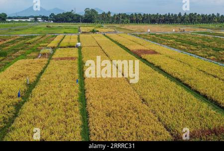 230522 -- MANILA, 22. Mai 2023 -- dieses Luftbild vom 16. Mai 2023 zeigt ein Reisfeld am International Rice Research Institute IRRI in der Provinz Laguna auf den Philippinen. ZUR ERGÄNZUNG: Das Erbe des chinesischen Vaters von Hybridreis geht weiter, wenn es um die Ernährungssicherheit geht PHILIPPINEN-MANILA-HYBRIDREIS ROUELLExUMALI PUBLICATIONxNOTxINxCHN Stockfoto