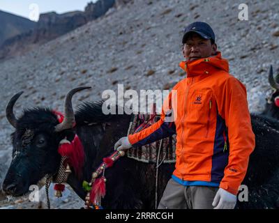 230522 -- LHASA, 22. Mai 2023 -- Herdsman Palden posiert mit seinen Yaks in der autonomen Region Tibet im Südwesten Chinas, 17. Mai 2023. Aufgrund der komplizierten natürlichen Bedingungen des höchsten Gipfels der Welt, des Mount Qomolangma, ist die Yak-Beförderung zu einem unverzichtbaren Transportmittel für Güter und Materialien für wissenschaftliche Expeditionen zum Mt. Qomolangma. Hirten leben in der Township Zhaxizom im Tingri County, der nächstgelegenen Verwaltungstownship in China zum Mt. Qomolangma, hat Yak-Dienste für Bergsteiger als Reaktion auf die Nachfrage bereitgestellt. Die Arbeit der Hirten bei der Yak-Beförderung beginnt normalerweise mit dem Gehen Stockfoto