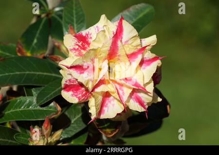 Nahaufnahme der Blume von Adenium Obesum, Desert Rose Plant, Dogbane Familie Apocynaceae. Zimmerpflanze. Verschwommener Garten. Spätsommer, September, Niederlande Stockfoto