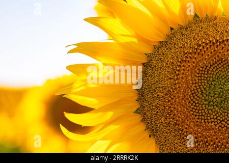 Sonnenblumenkopf im Fokus. Hintergrundfoto von Industriepflanzen. Selektiver Fokus auf den Vordergrund. Stockfoto