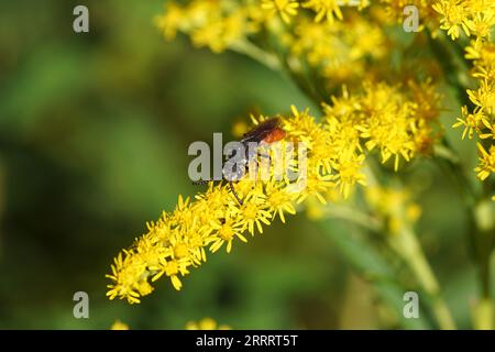 Riesenblutbiene, Sphecodes albilabris, Familie Halictidae. Eine Kuckucksbiene an Blüten der kanadischen Goldrute (Solidago canadensis). Holländischer Garten. Sommer, Stockfoto