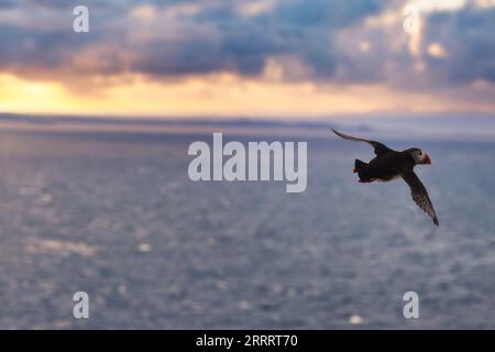 Puffin im Flug über die Insel Mai mit Ozean und ätherischem Himmel Stockfoto