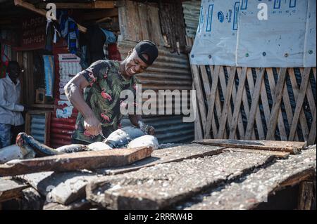 230615 -- MWANZA, 15. Juni 2023 -- Ein Dorfbewohner entfernt am Ufer des Viktoriasees in der Mwanza-Region, Tansania, am 11. Juni 2023 Fischschuppen. Der Victoria-See im Great Rift Valley in Ostafrika ist der größte Süßwassersee Afrikas und der zweitgrößte Süßwassersee der Welt. Die Fischerei ist mit einem jährlichen Produktionswert von 600 Millionen US-Dollar die wichtigste Industrie im Seegebiet. Es ist eine wichtige Nahrungsquelle und Einkommensquelle für die Bewohner des Sees. TANSANIA-MWANZA-LAKE VICTORIA-FISHERMAN WangxGuansen PUBLICATIONxNOTxINxCHN Stockfoto